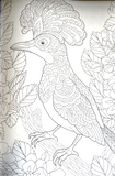 Animal Colouring Book A4 - Adult Anti Stress 48 Page Book For Relaxing Mind Gift