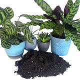 Organic House Plant Compost Fast-Drain Mix with added Perlite Indoor Plant Soil