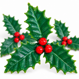Three green holly leaves with red berries, photographed on a clean white background.