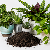 House Plant Compost Potting Mix Indoor Plant Pot Multi Purpose Soil With Perlite