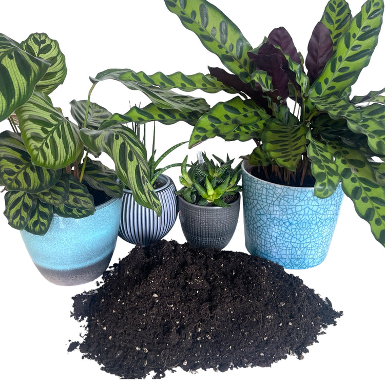 House plant compost with added perlite